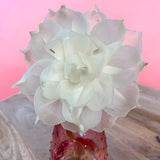 Love Large Blossom Paper Flower Diffuser