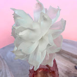 Fleur Large Blossom Paper Flower Diffuser